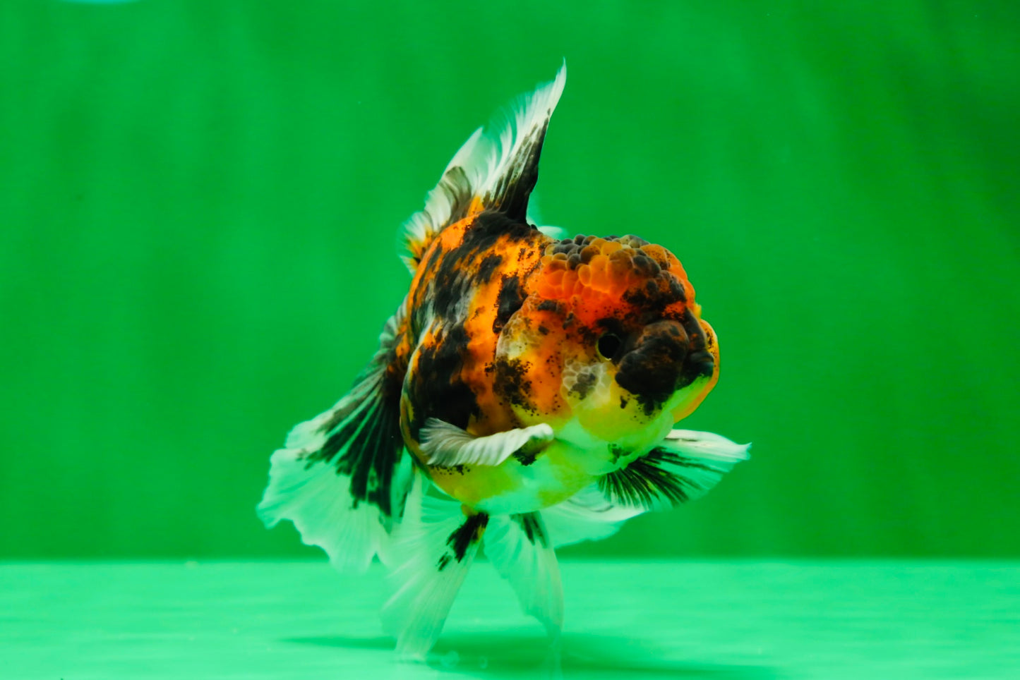 [SINGLE] Stunning Fluffy Wen Tiger Oranda Male 4 inches #011725SO_02