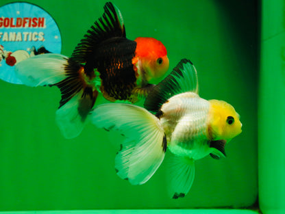 [COUPLE] Tricolor Male & Lemonhead Female 4.5 inches #091925CO_01