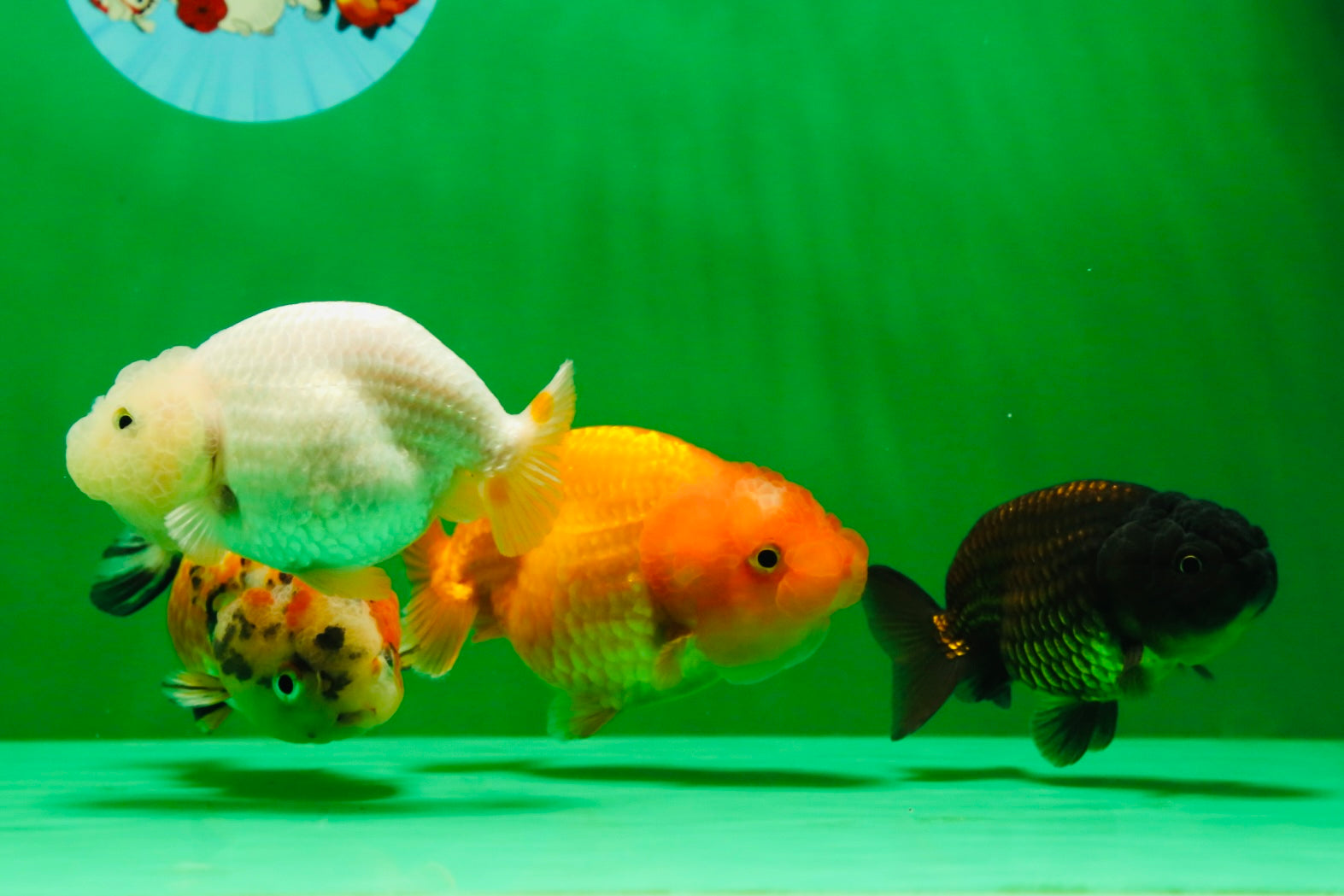 Affordable Quality Goldfish for Sale - Thai Goldfish in USA & Canada ...