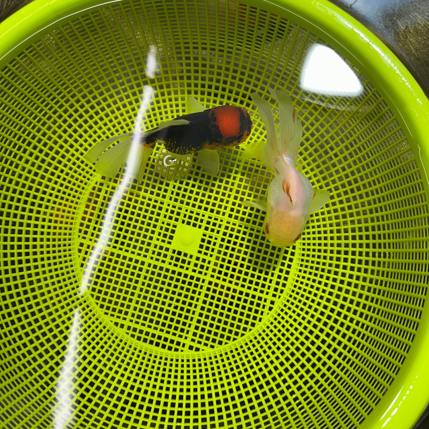 [COUPLE] Tricolor Female & White Male Oranda 4-4.5 inches #050225CO_06
