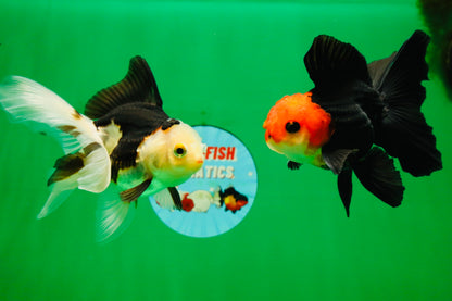 [COUPLE] Tricolor Male & Red White Female Oranda 4.5 inches #101025CO_05