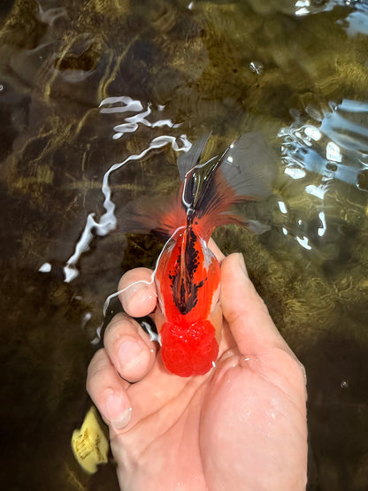 [SINGLE] Tricolor Female 4.5 inches #101725SO_01