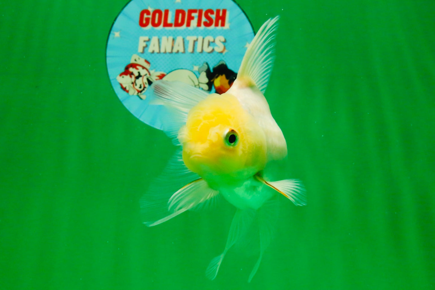 [SINGLE] Tricolor Oranda Female 4.5 inches #111425SO_08