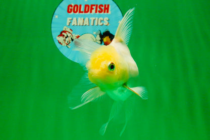 [SINGLE] Tricolor Oranda Female 4.5 inches #111425SO_08