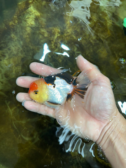 [SINGLE] Tricolor Oranda Male 4.5 inches #082225SO_03