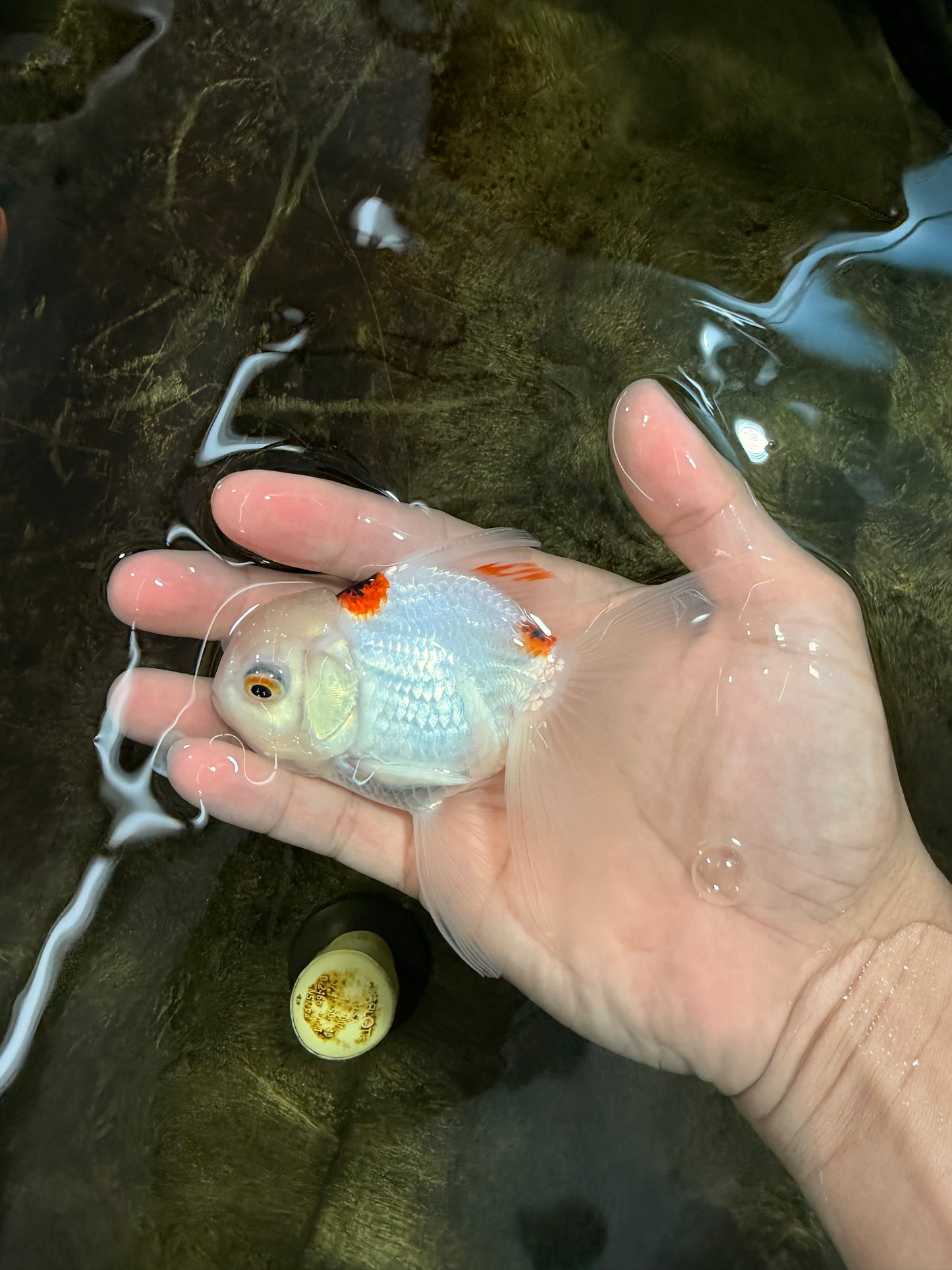 [SINGLE] Tricolor Oranda Female 4.5 inches #112125SO_05