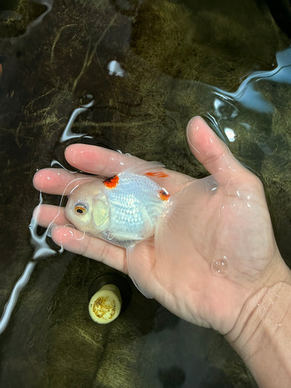 [SINGLE] Tricolor Oranda Female 4.5 inches #112125SO_05