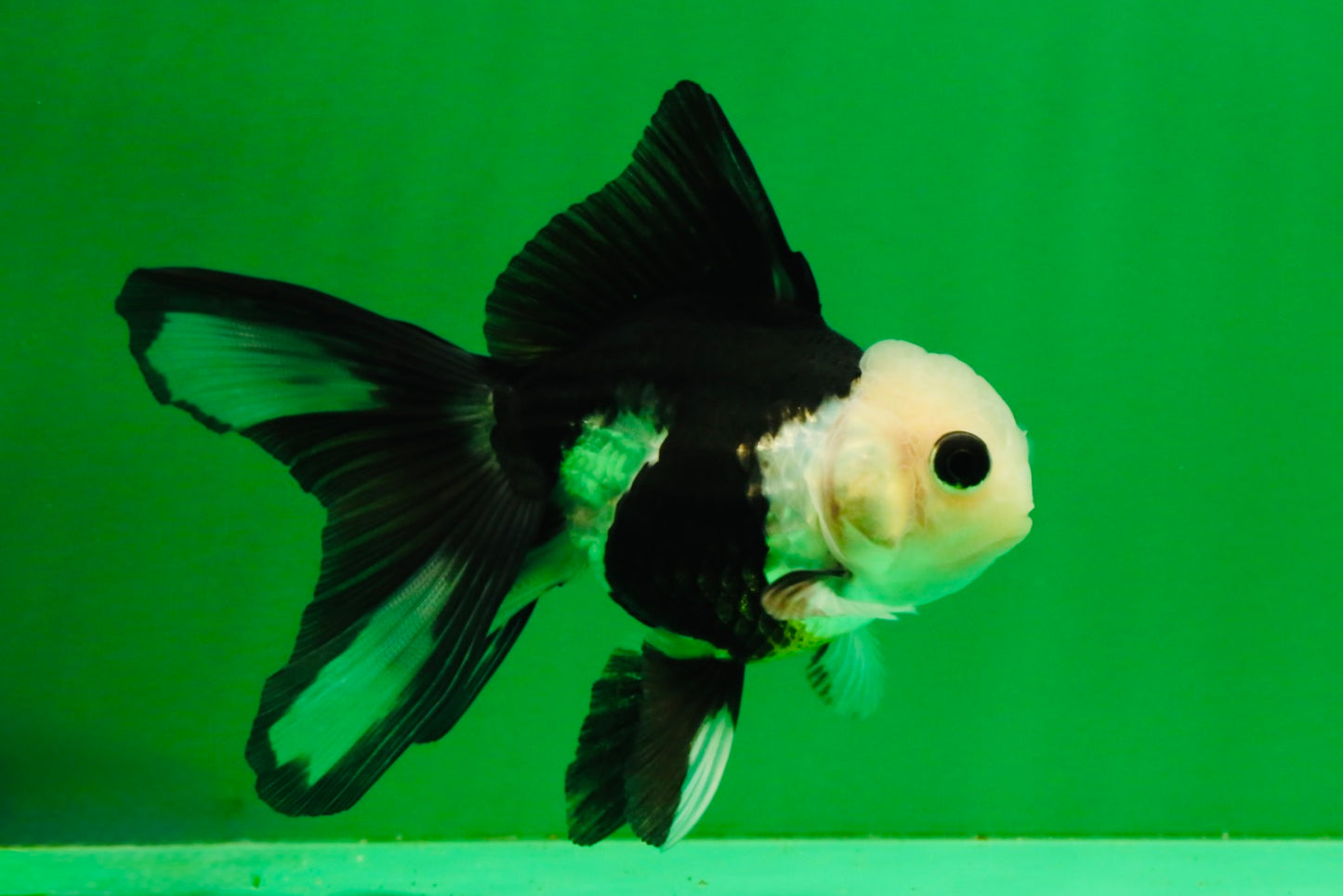 [SINGLE] Panda Button Eyes Oranda Female 4-4.5 inches #111425SO_07