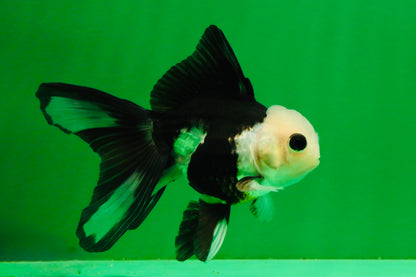 [SINGLE] Panda Button Eyes Oranda Female 4-4.5 inches #111425SO_07