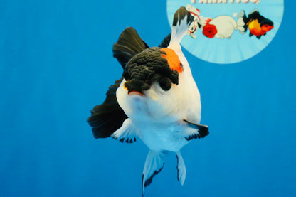 [SINGLE] Tricolor Oranda Female 4-4.5 inches #041026SO_05