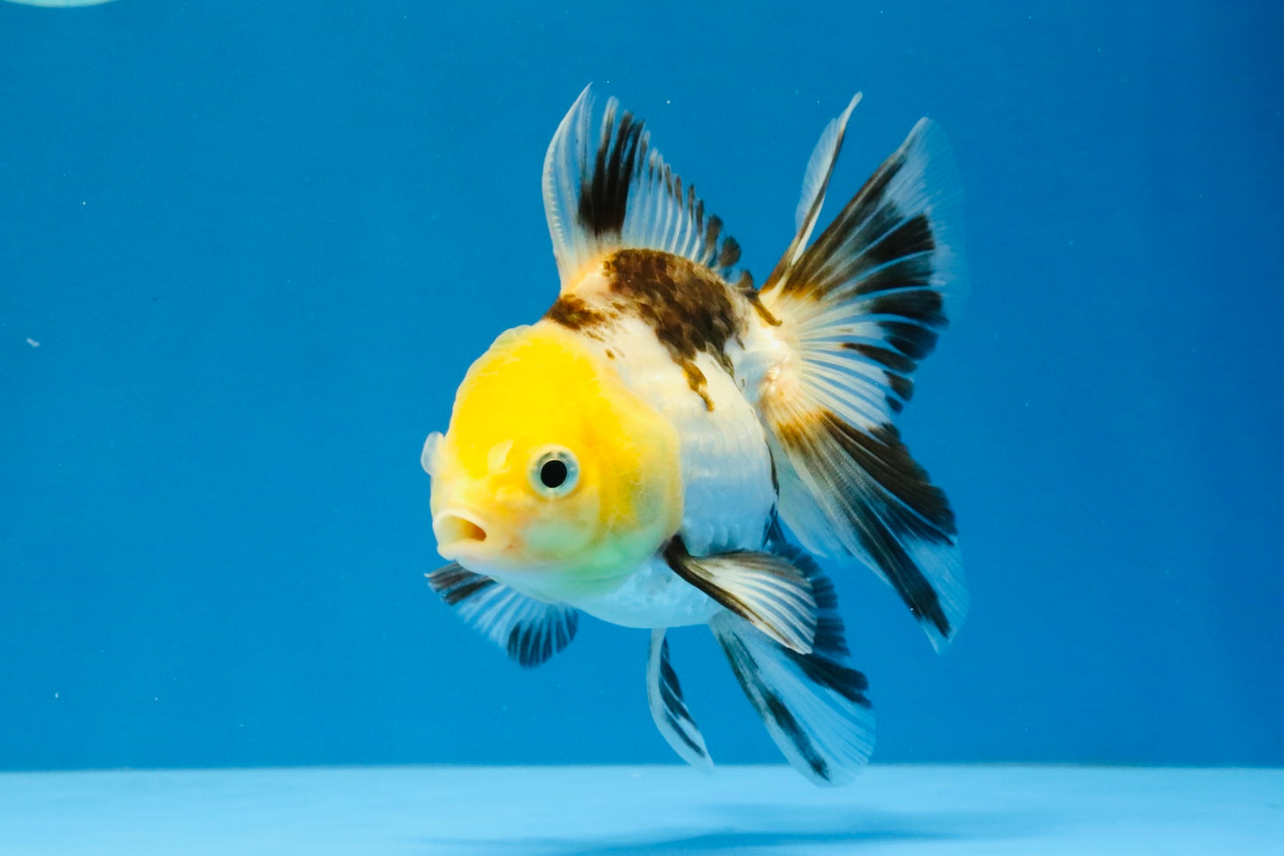 [SINGLE] Tricolor Oranda Male 4.5 inches #041726SO_02