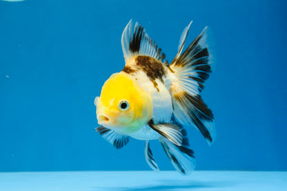 [SINGLE] Tricolor Oranda Male 4.5 inches #041726SO_02
