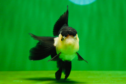 [SINGLE] Panda Oranda Female 4.5 inches #080825SO_05