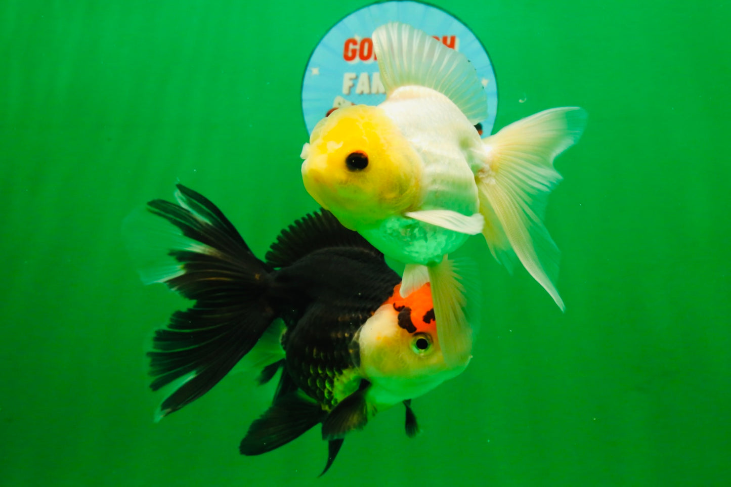[COUPLE] Lemonhead Male & Tricolor  Female 4.5-5 inches #091925CO_04