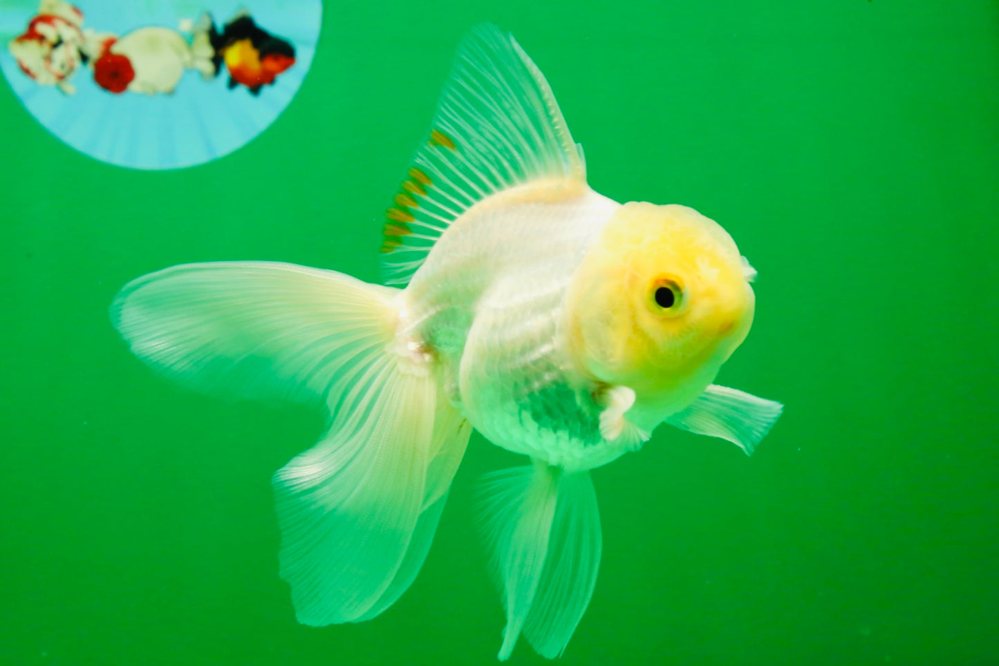[COUPLE] White Male & Apache Female Oranda 4-4.5 inches #101025CO_04