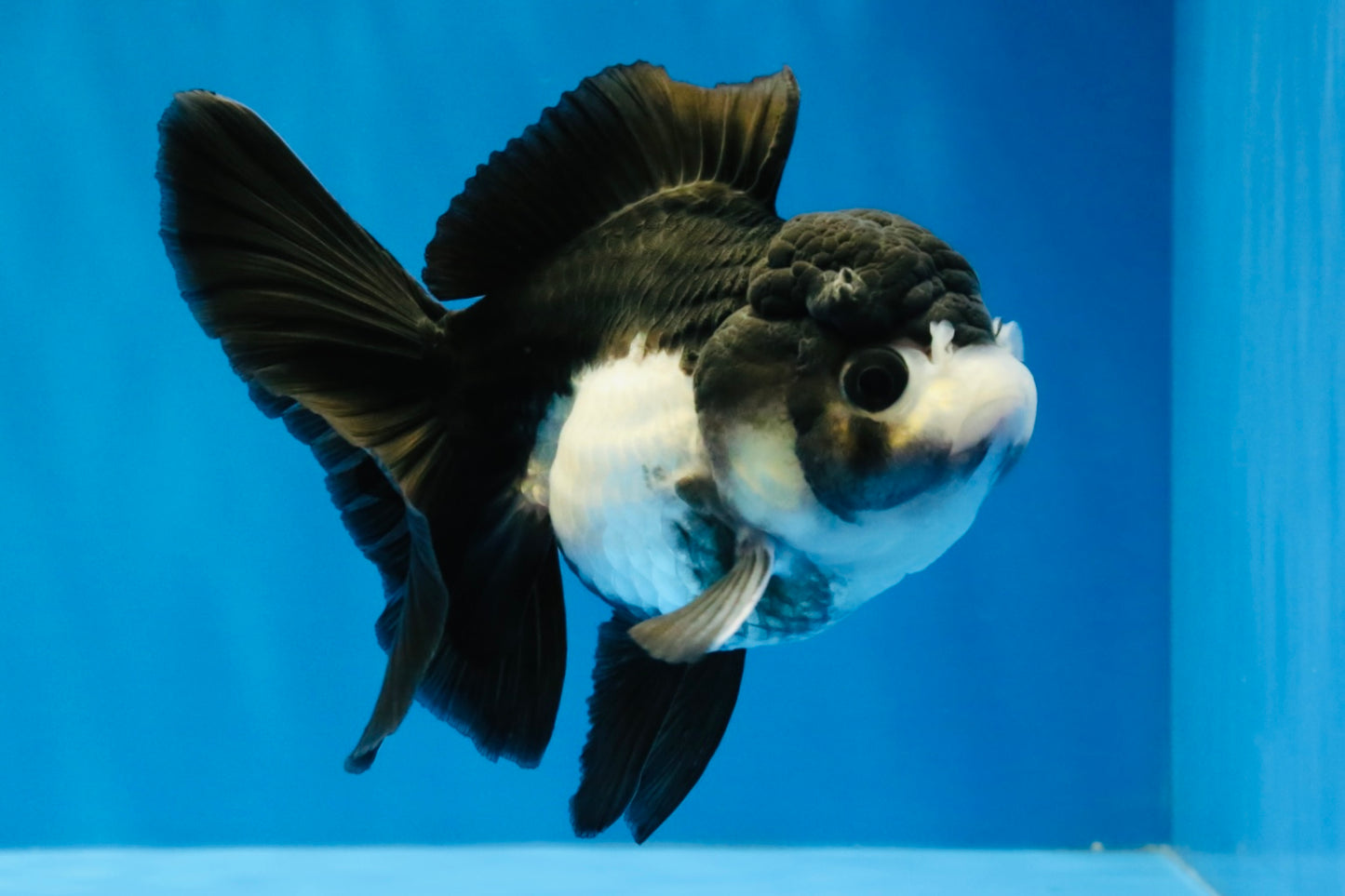 [SINGLE] Panda Oranda Female 4.5 inches #041026SO_02