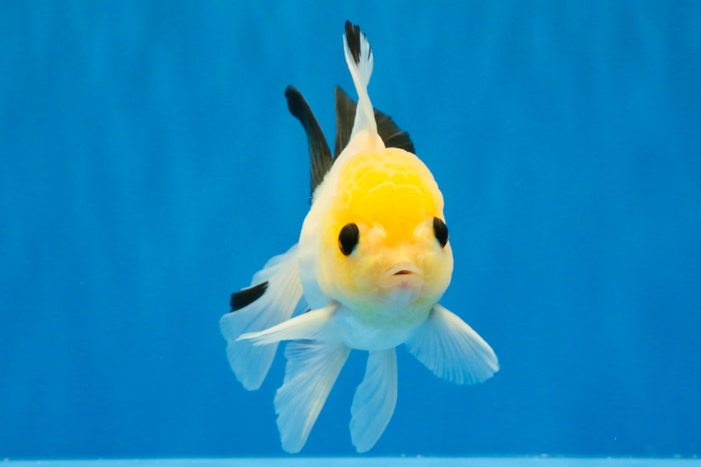 [SINGLE] Lemonhead Bottom Eyes Oranda Male 4.5 inches #022726SO_05