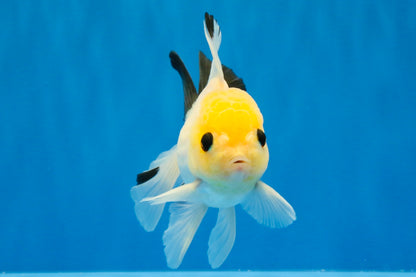 [SINGLE] Lemonhead Bottom Eyes Oranda Male 4.5 inches #022726SO_05