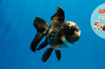 [SINGLE] Panda Oranda Male 4-4.5 inches #040326SO_06