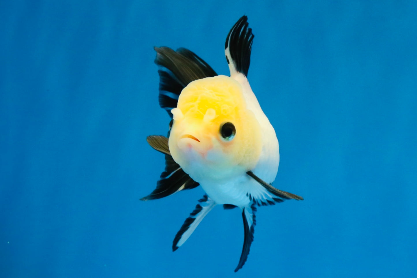 [SINGLE] Panda Button Eyes Oranda Female 4-4.5 inches #041026SO_04