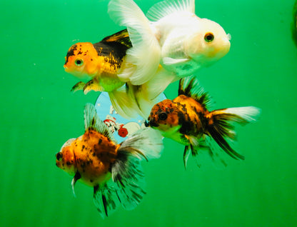 [QUAD] Mixed Color Oranda 3.5-4.5 inches #121925QO_04