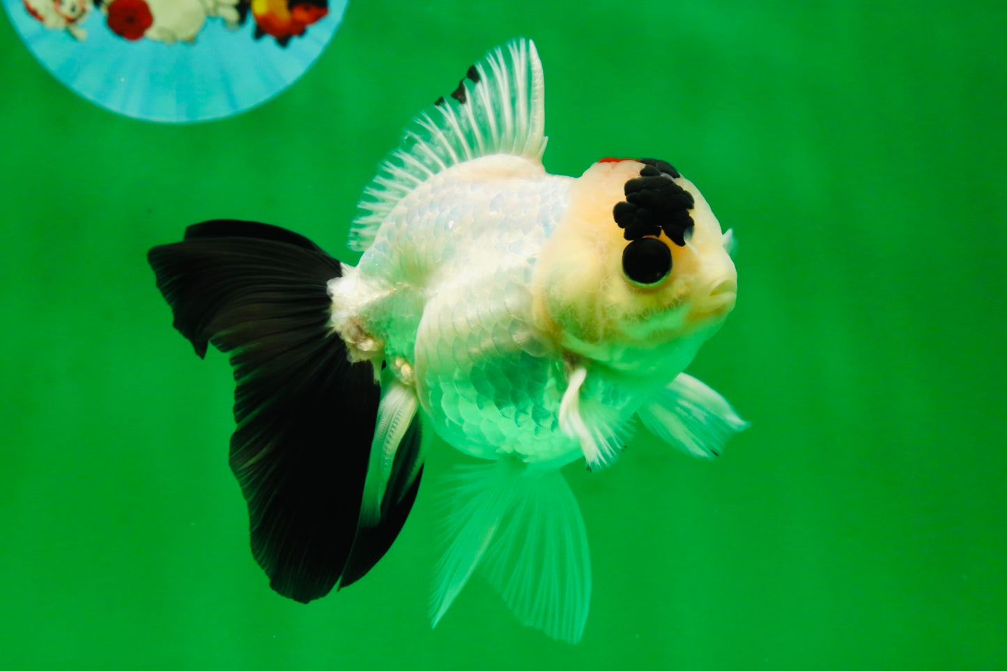 [SINGLE] Tricolor Oranda Male 4-4.5 inches #091925SO_09
