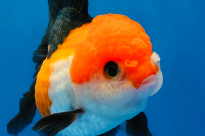 [SINGLE] Tricolor Oranda Female 4-4.5 inches #030626SO_09