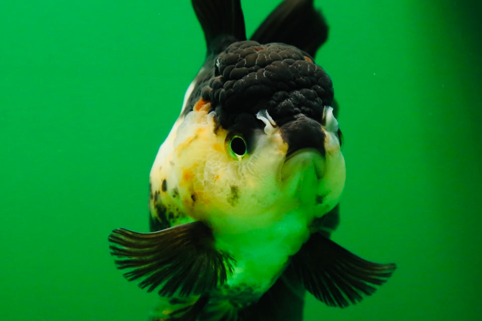 [SINGLE] Panda Oranda Female 4.5 inches #082225SO_12