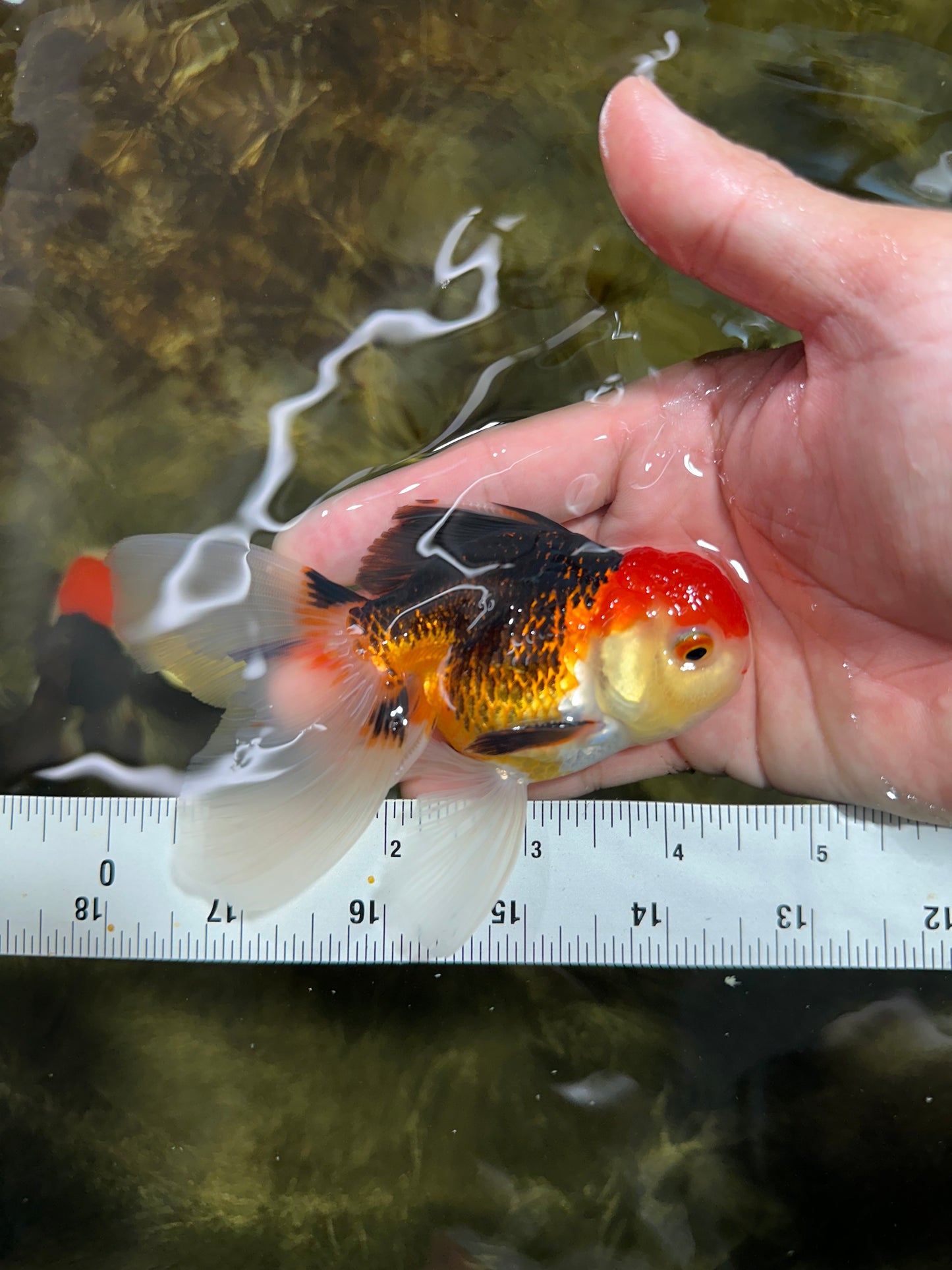 [COUPLE] Tricolor Male & Red White Female Oranda 4-4.5 inches #101025CO_03