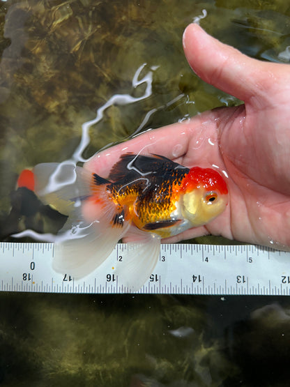 [COUPLE] Tricolor Male & Red White Female Oranda 4-4.5 inches #101025CO_03