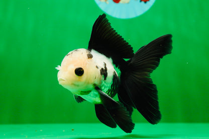 [SINGLE] Panda Button Eyes Oranda Male 4-4.5 inches #122024SR_03