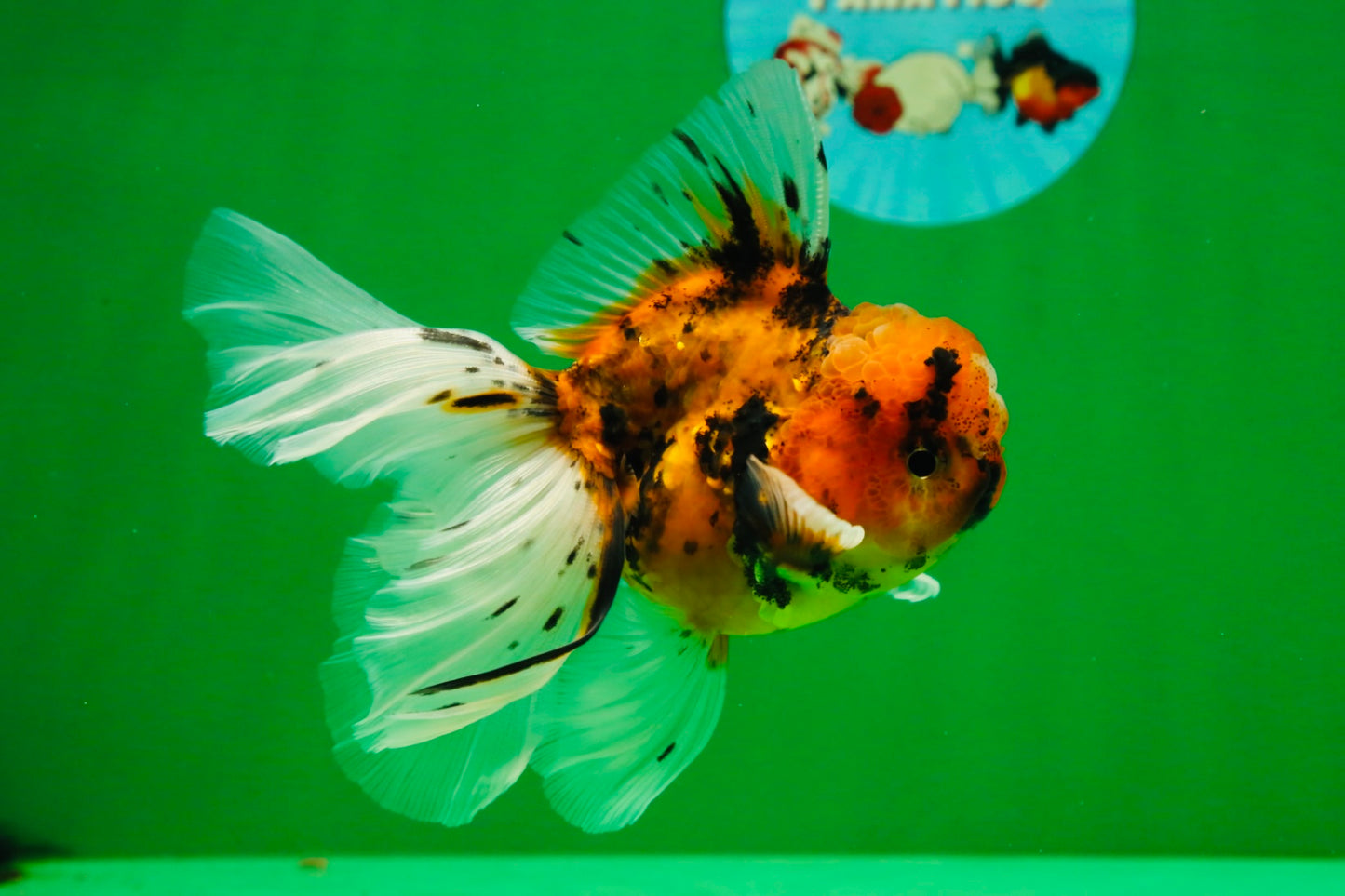 [SINGLE] Tiger Oranda Male 4.5 inches #091925SO_06