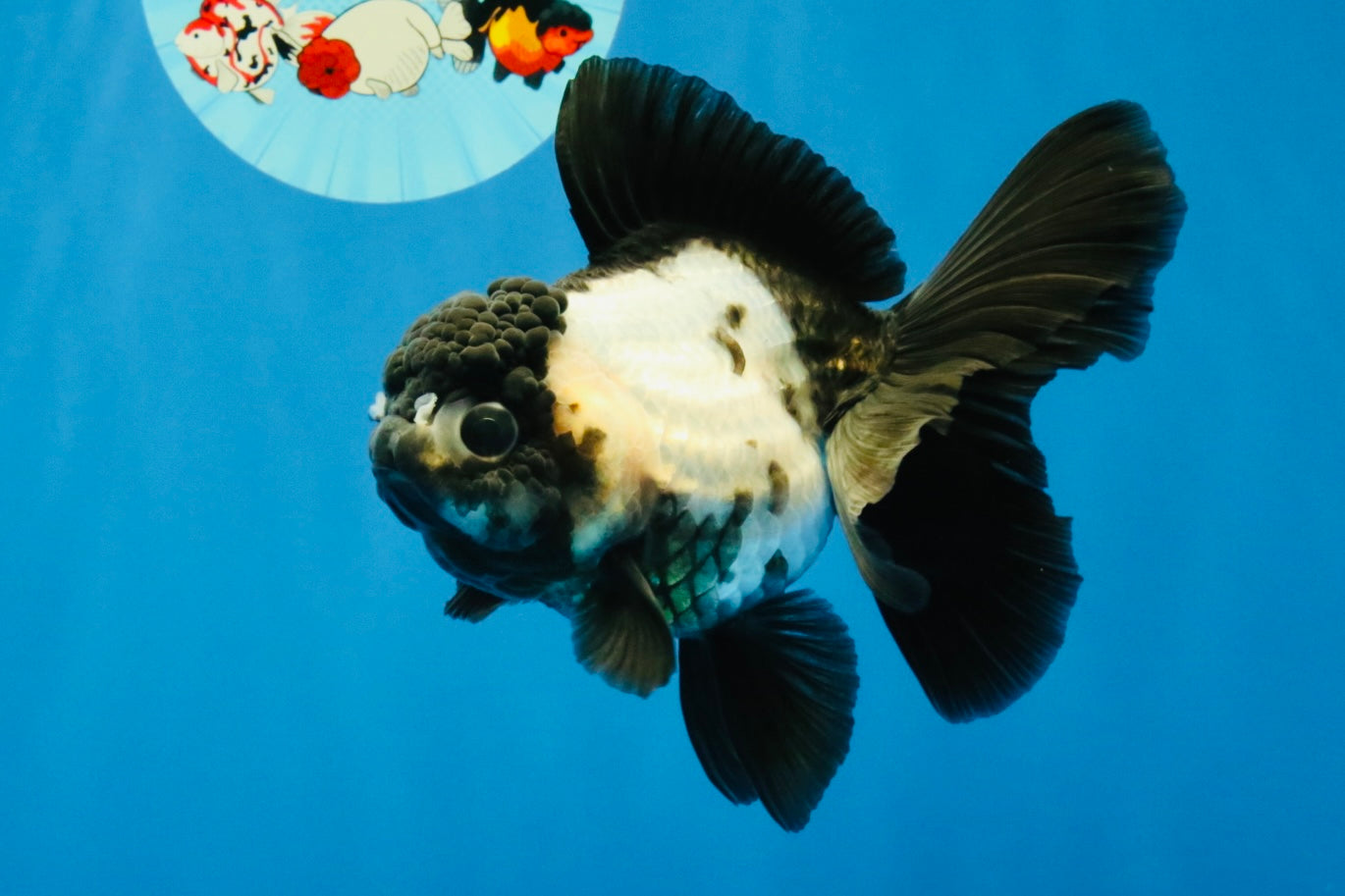 [SINGLE] Panda Oranda Female 4.5-5 inches #040326SO_01