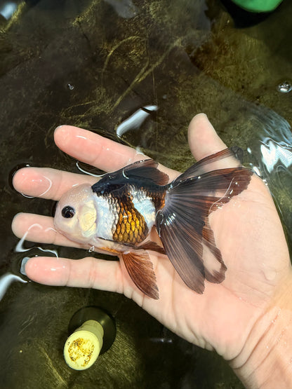 [SINGLE] Panda Button Eyes Oranda Female 4-4.5 inches #111425SO_07