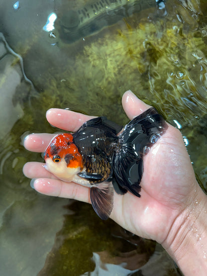 [SINGLE] Tricolor Oranda Male 4-4.5 inches #080825SO_11