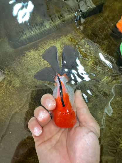 [SINGLE] Tricolor Button Eyes Oranda Male 4.5 inches #080825SO_12