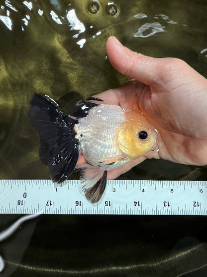 [SINGLE] Panda Button Eyes Oranda Male 4.5 inches #031326SO_10