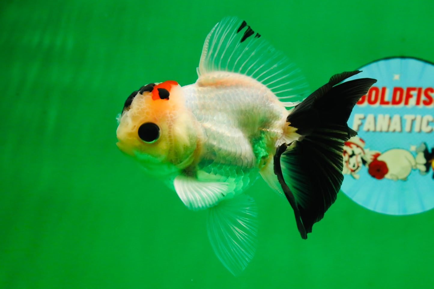 [SINGLE] Tricolor Oranda Male 4-4.5 inches #091925SO_09