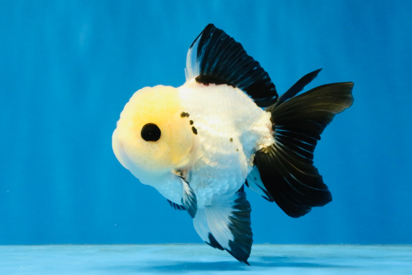 [SINGLE] Panda Oranda Male 4-4.5 inches #040326SO_04