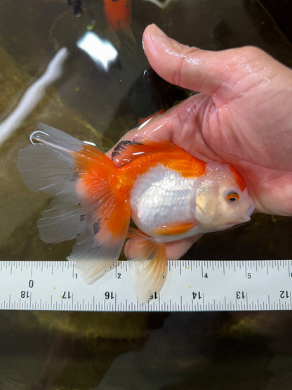 [SINGLE] Orange White Oranda Female 5 inches #081525SO_08