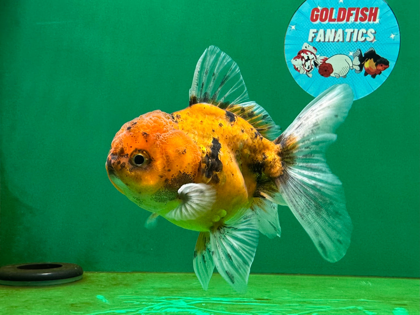 [SINGLE] Tiger Oranda Male 4 inches #060625SO_05