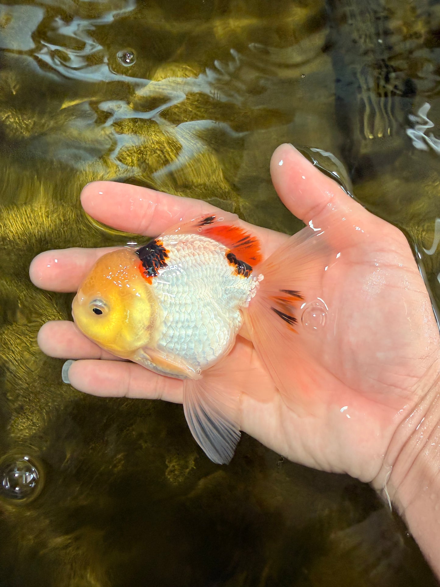 [SINGLE] Tricolor Oranda Male 4.5 inches #032026SO_07