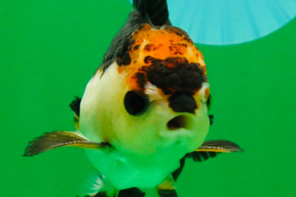 [SINGLE] Tricolor Oranda Male 4 inches #112125SO_04