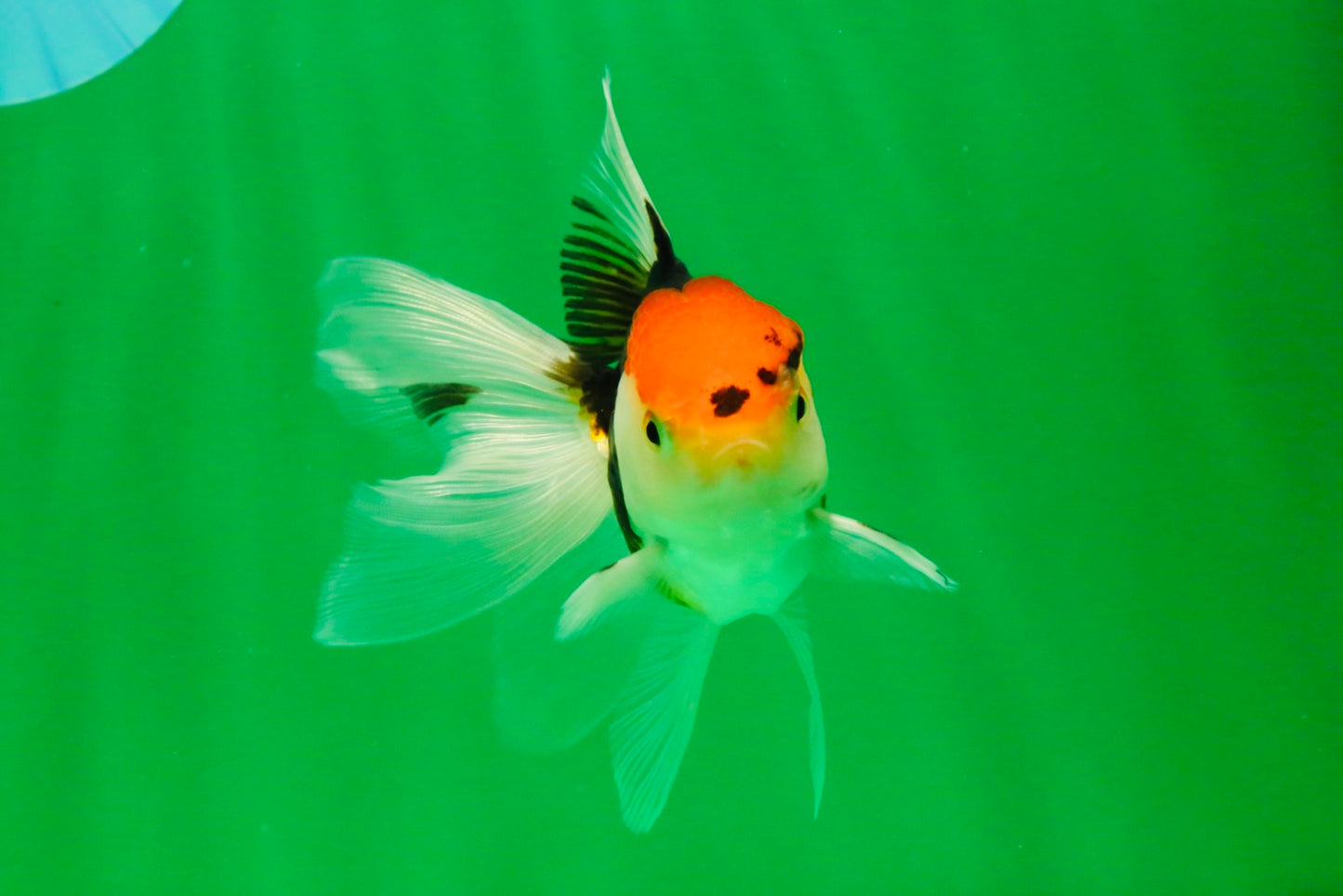 [SINGLE] Tricolor Oranda Female 4-4.5 inches #111425SO_04