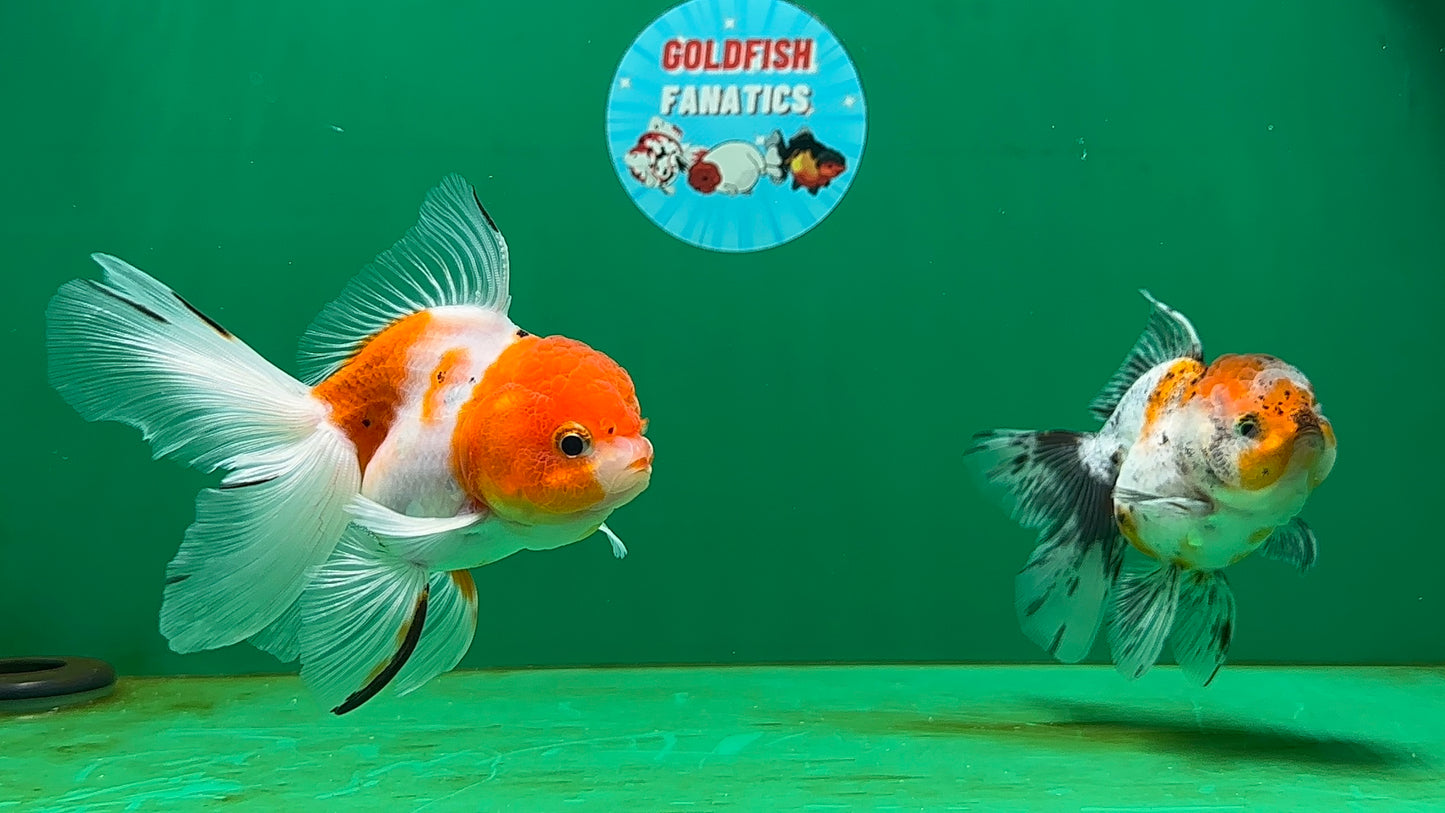 [COUPLE] Sakura Male & Calico Female Oranda 4-4.5 inches #052325CO_01
