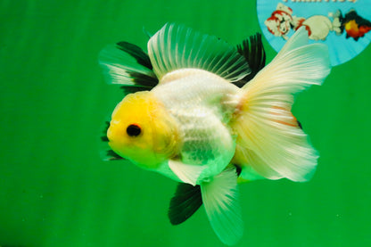 [COUPLE] Lemonhead Male & Tricolor  Female 4.5-5 inches #091925CO_04