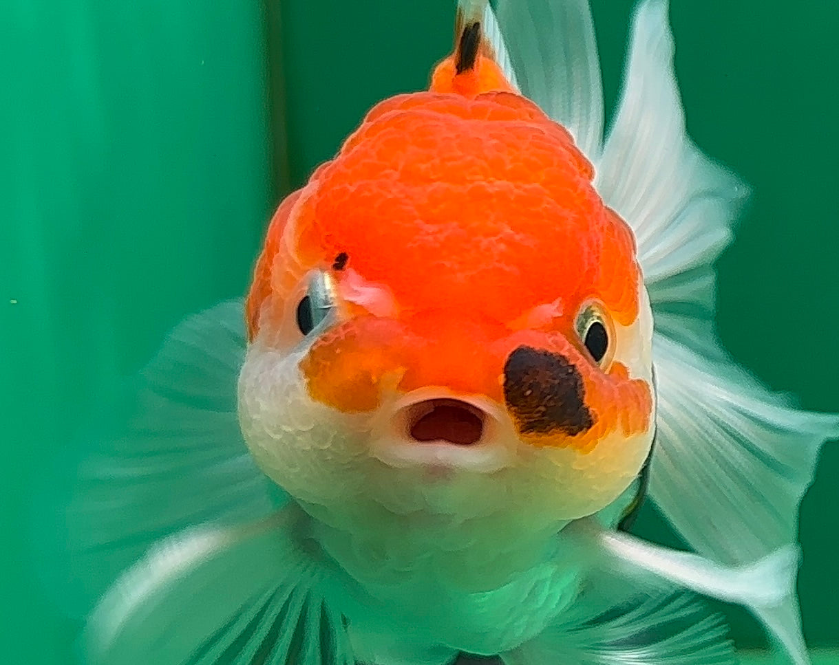 [SINGLE] Tricolor Oranda Male 4-4.5 inches #062725SO_08