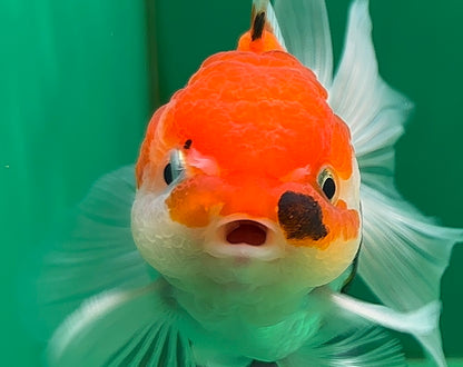 [SINGLE] Tricolor Oranda Male 4-4.5 inches #062725SO_08
