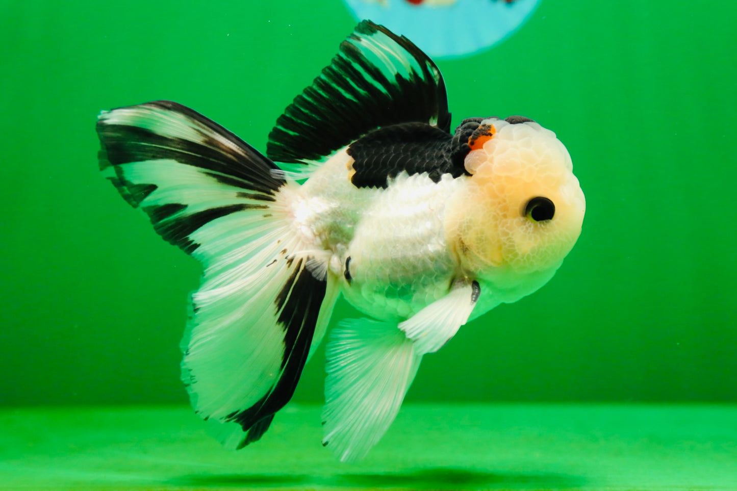 [SINGLE] Tricolor Male Oranda 5 inches #080125SO_12