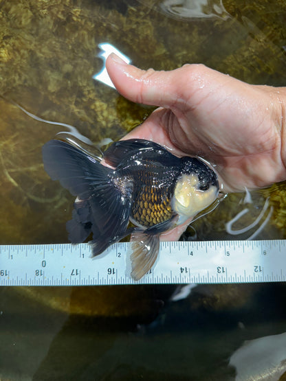[SINGLE] Panda Oranda Male 4.5-5 inches #082225SO_06